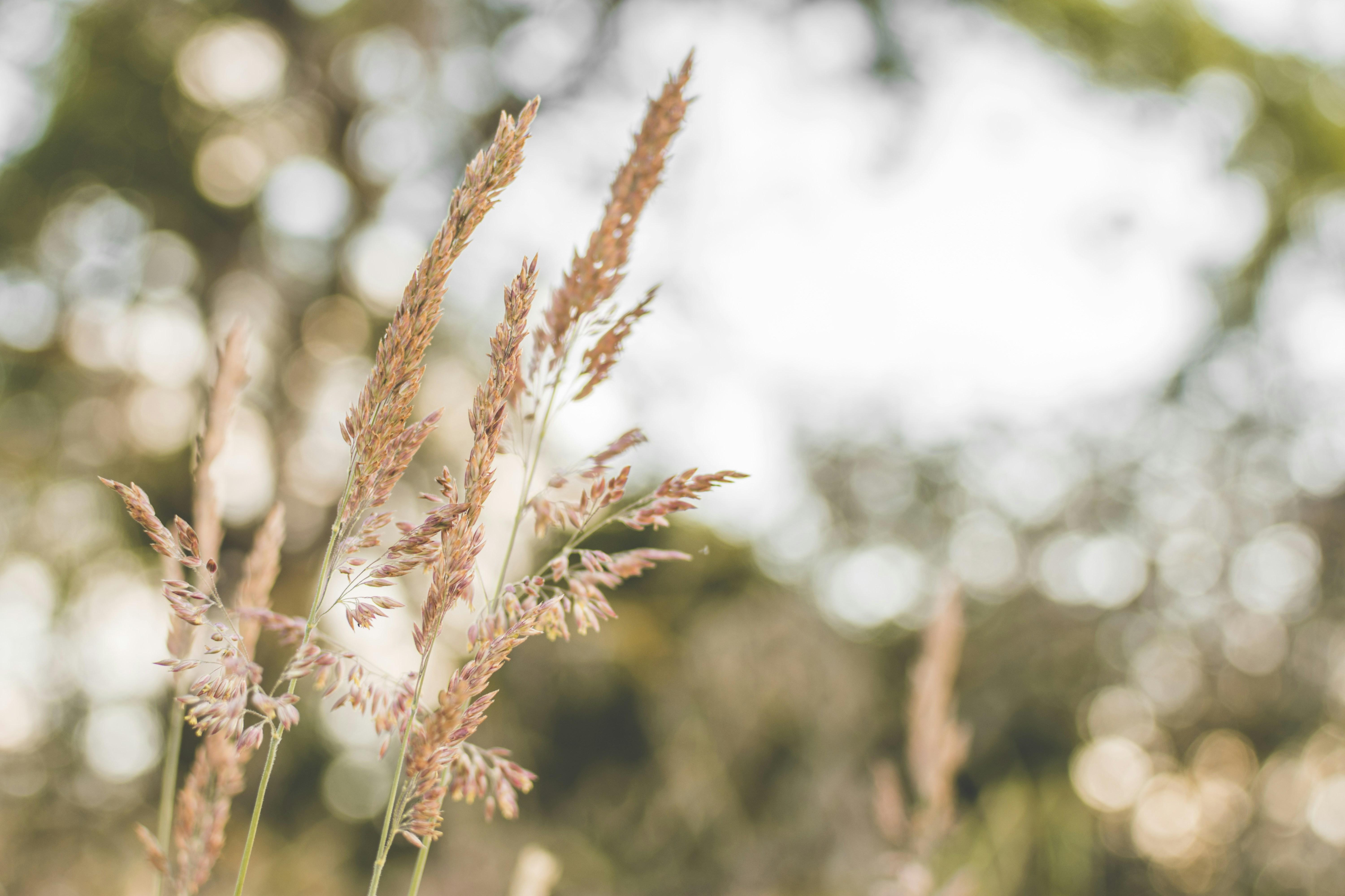 Evaluating the Benefits of Trusts in Modern Wealth Transfer